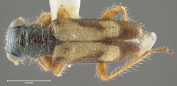 Media type: image;   Entomology 3568 Aspect: habitus dorsal view